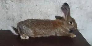 Giant Rabbit