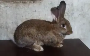 Giant Rabbit