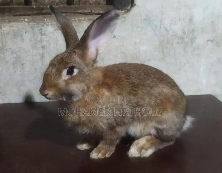 Giant Rabbit