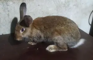 Giant Rabbit