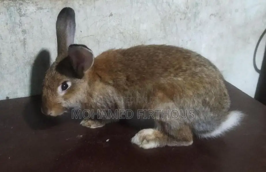 Giant Rabbit