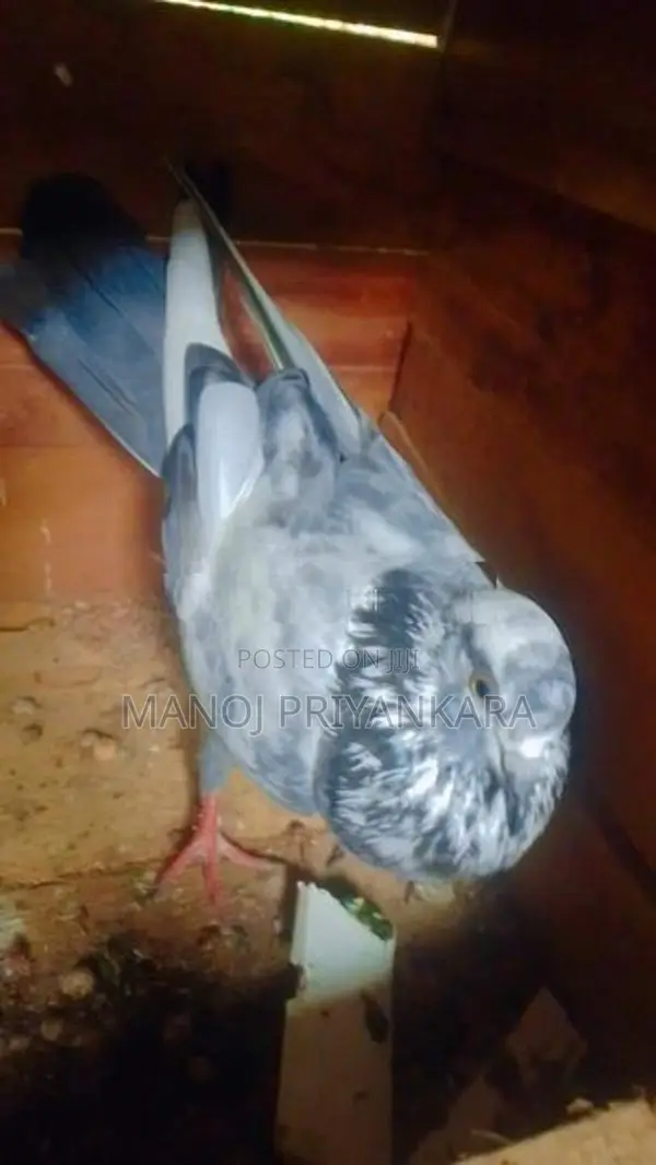 පරවියන්