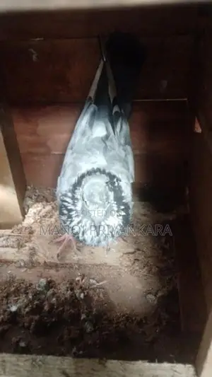පරවියන්