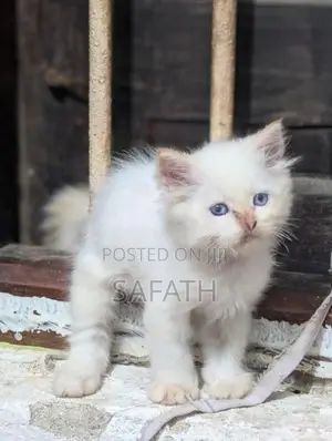 Persian Kitten