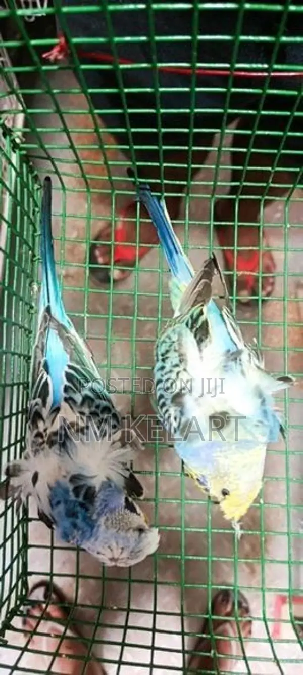 Helicopter Birds