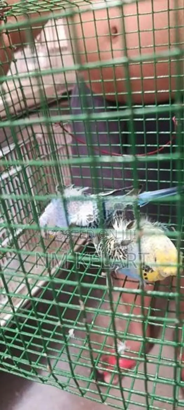 Helicopter Birds