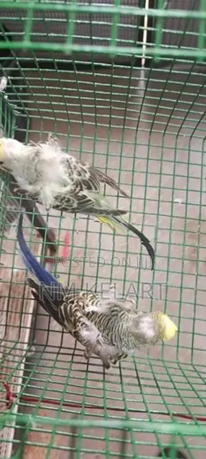 Helicopter Birds