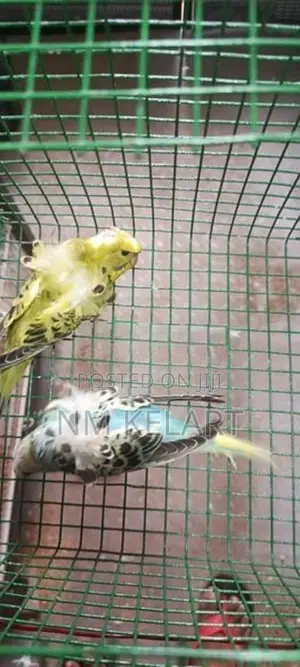 Helicopter Birds