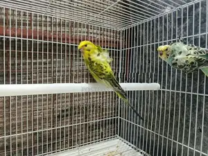 Helicopter Birds