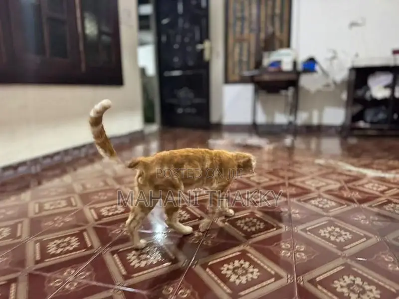 Bengal Cat