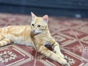 Bengal Cat