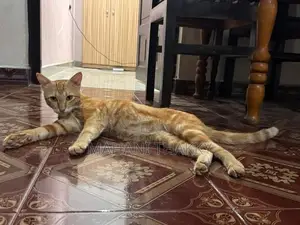 Bengal Cat