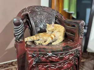 Bengal Cat