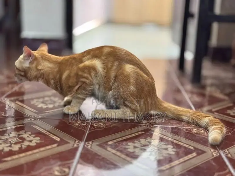 Bengal Cat