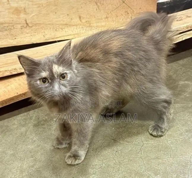 Persian Cat
