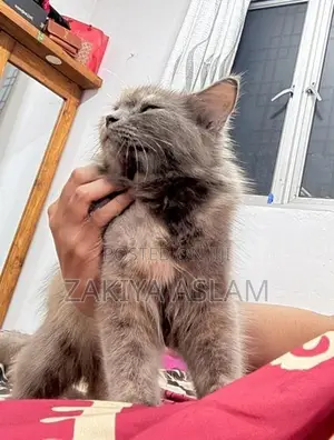 Persian Cat