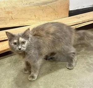 Persian Cat