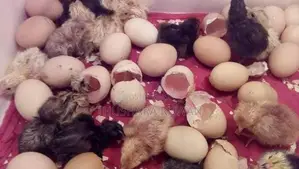 Eggs Incubator Machine