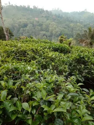 Tea Estate For Sale In Bandarawela