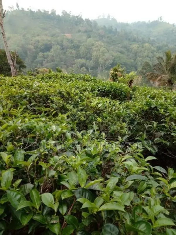 Tea Estate For Sale In Bandarawela