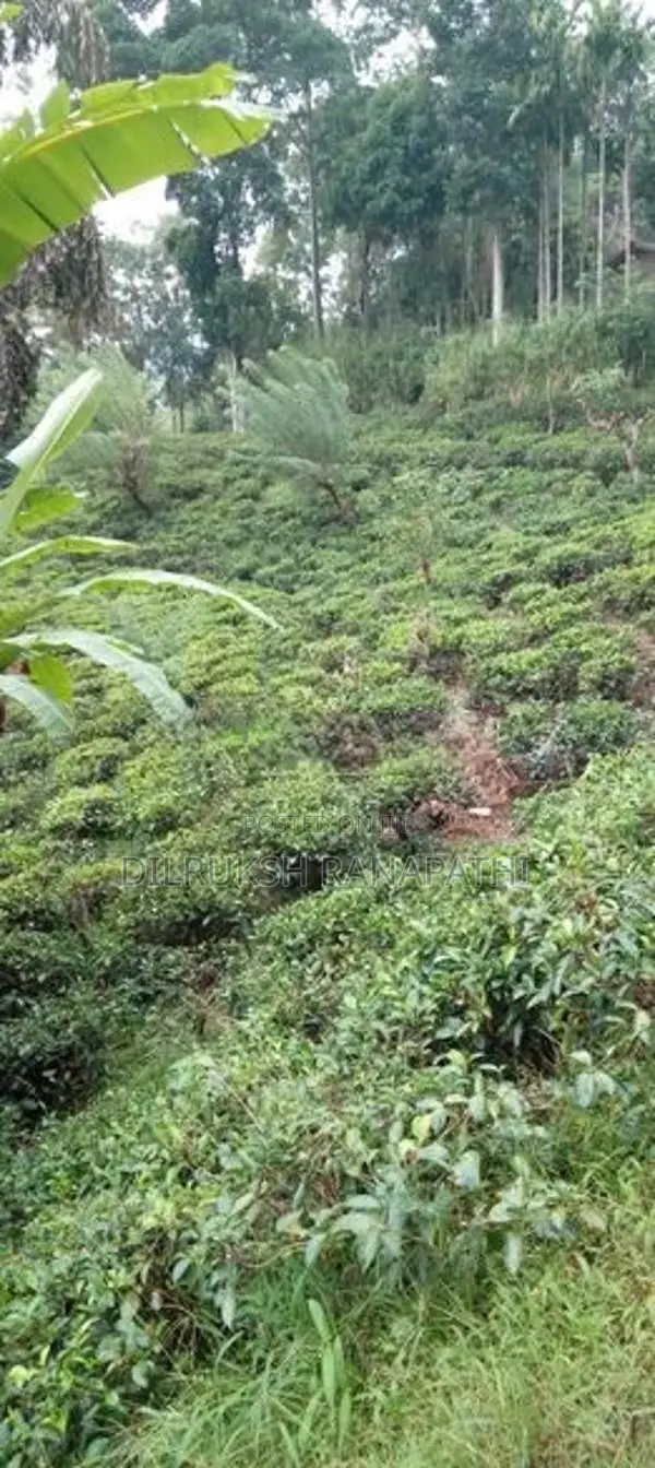 Tea Estate For Sale In Bandarawela