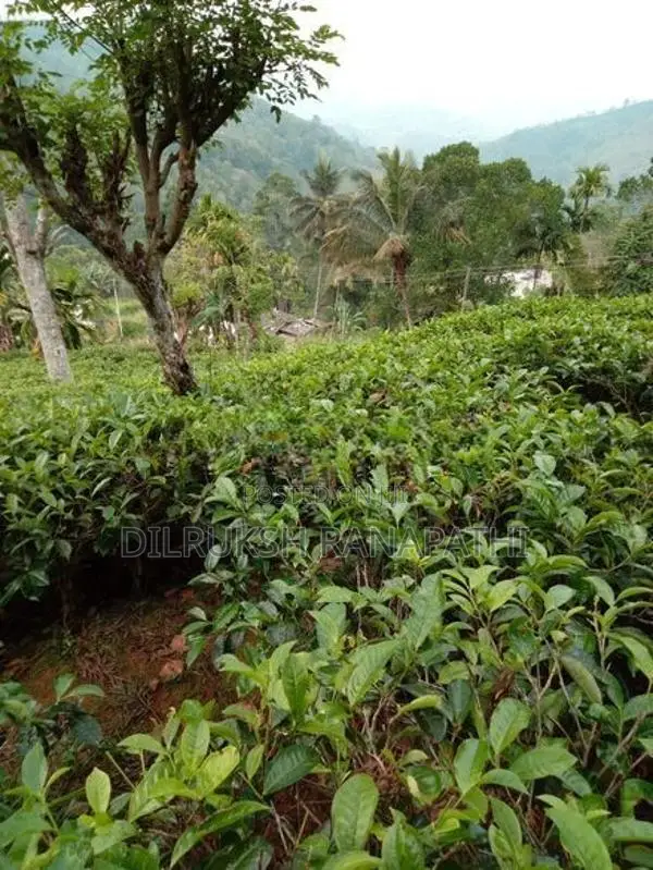 Tea Estate For Sale In Bandarawela