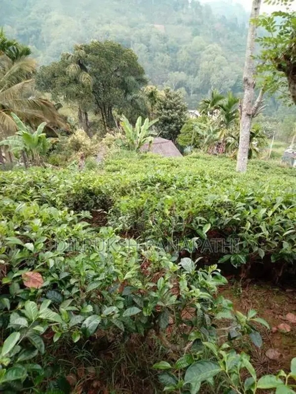 Tea Estate For Sale In Bandarawela