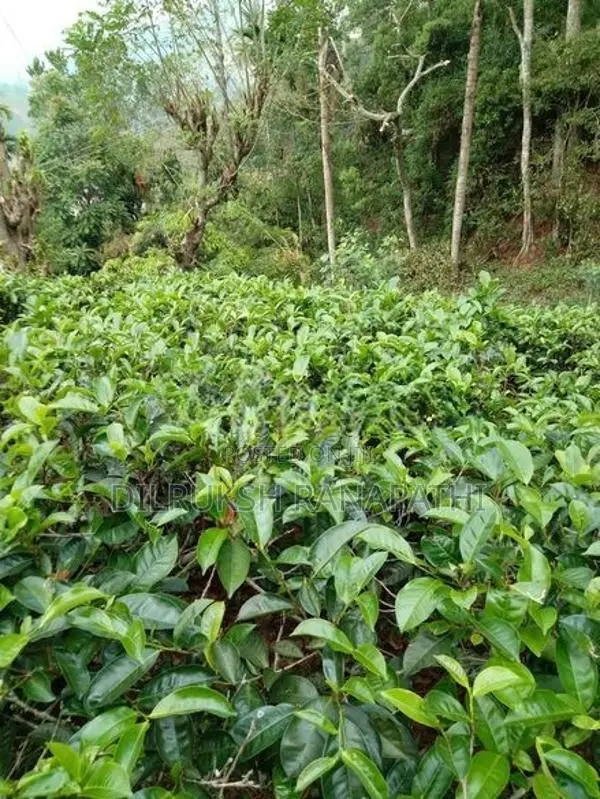 Tea Estate For Sale In Bandarawela