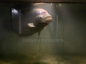Giant Gourami