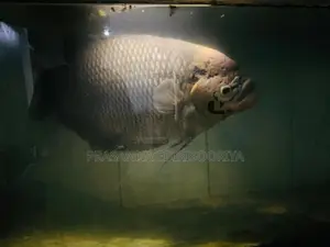 Giant Gourami
