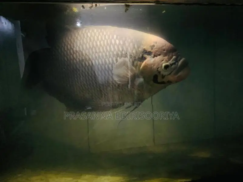 Giant Gourami