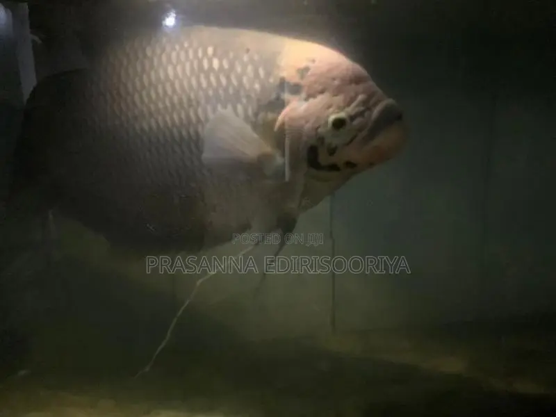 Giant Gourami