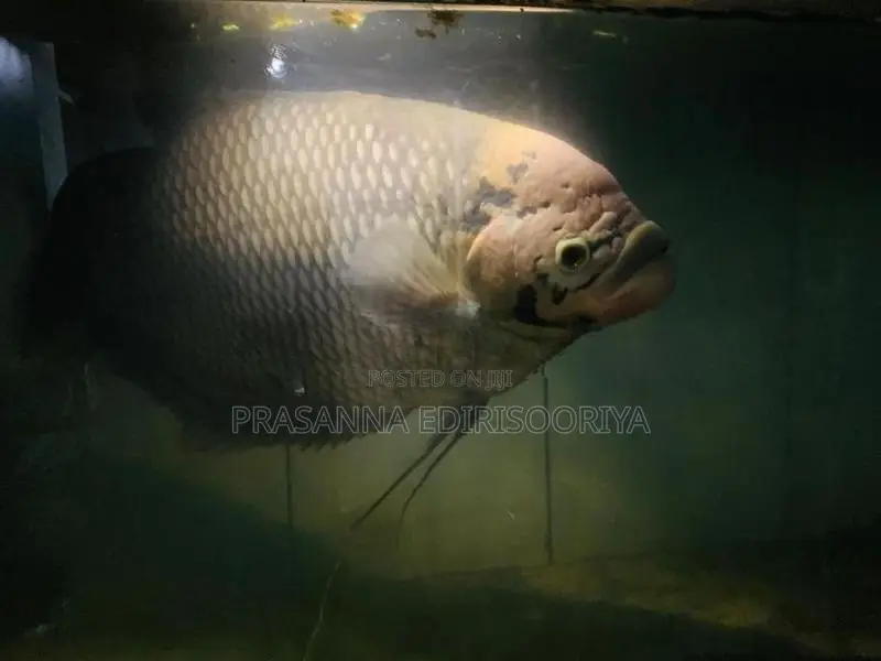 Giant Gourami