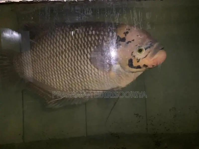 Giant Gourami