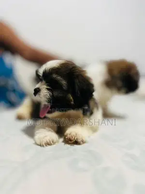 Shitzu Puppies