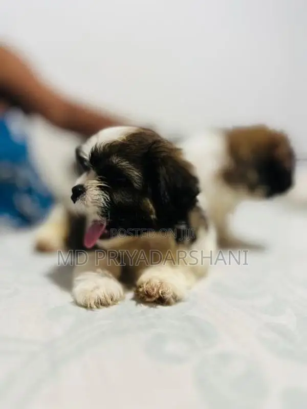 Shitzu Puppies