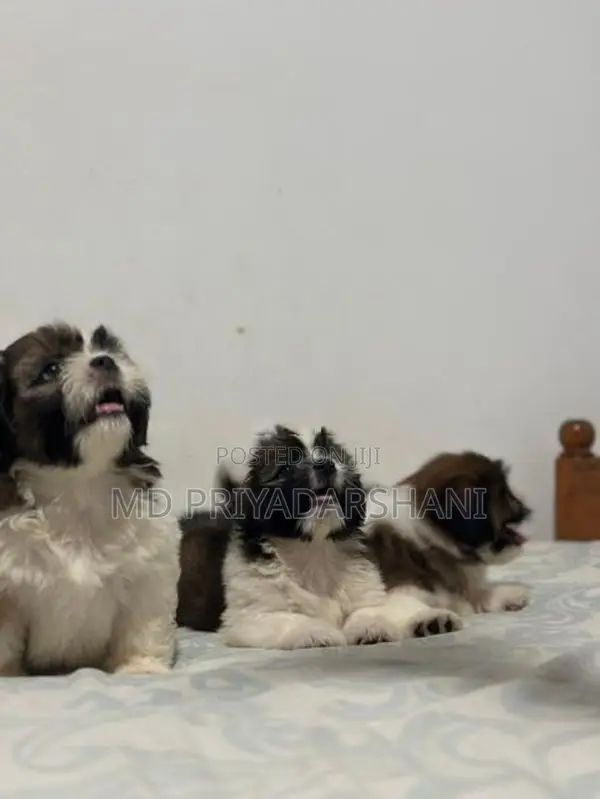 Shitzu Puppies