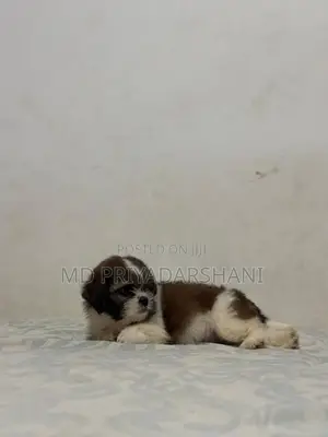 Shitzu Puppies