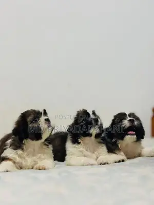 Shitzu Puppies