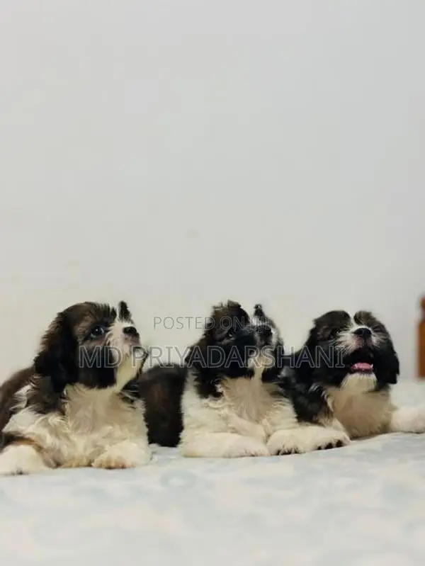 Shitzu Puppies