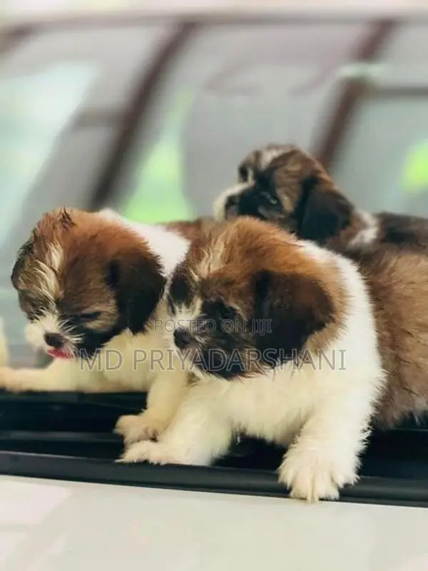 Shitzu Puppies