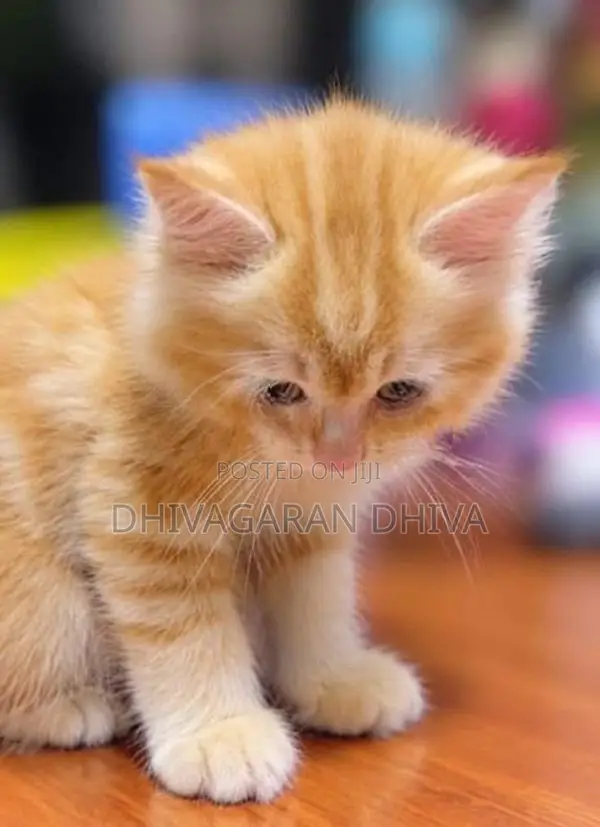 Persian Kittens
