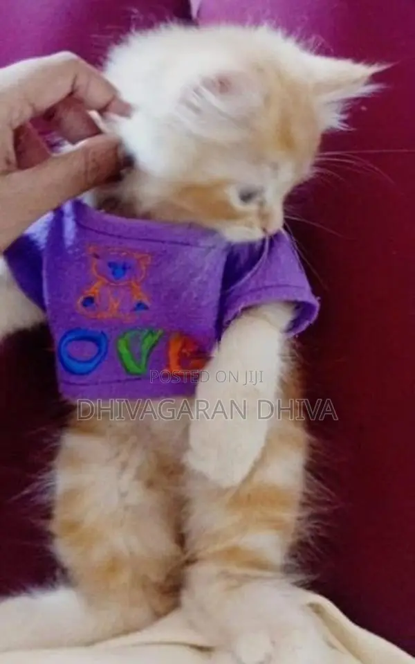 Persian Kittens