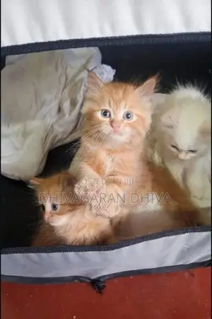 Persian Kittens