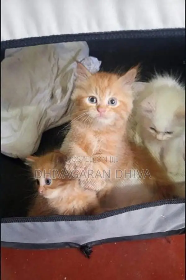 Persian Kittens