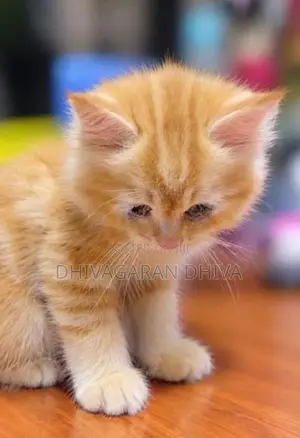 Pure Persian White Kitten With Ginger Vaccinated