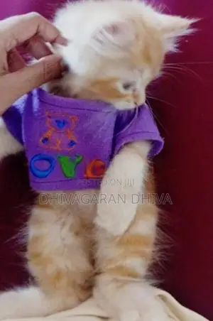 Pure Persian White Kitten With Ginger Vaccinated