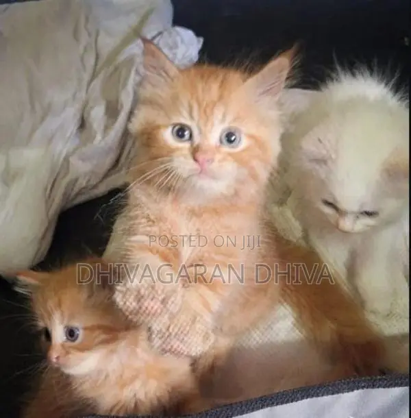 Pure Persian White Kitten With Ginger Vaccinated