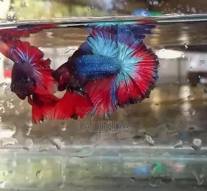 Fighter/Betta Rosetail Halfmoon Fish