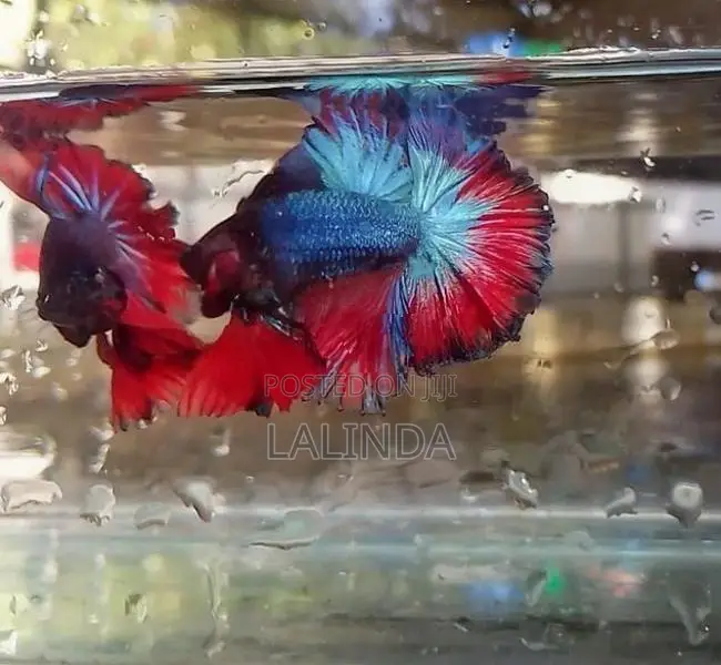 Fighter/Betta Rosetail Halfmoon Fish